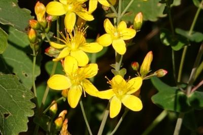 Hypericaceae
