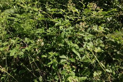 <i>Rubus fruticosus</i>