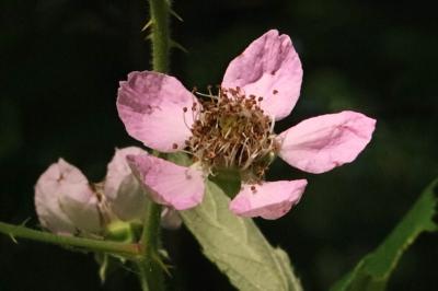 <i>Rubus fruticosus</i>
