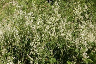 <i>Galium album</i>