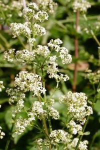 <i>Galium album</i>