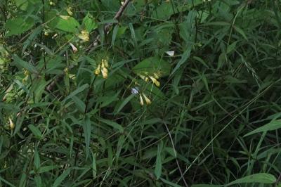 <i>Melampyrum pratense</i>