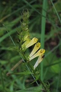 <i>Melampyrum pratense</i>