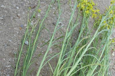 Senecio inaequidens