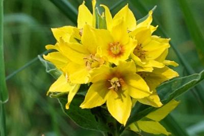 <i>Lysimachia punctata</i>