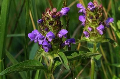 <i>Prunella vulgaris</i>