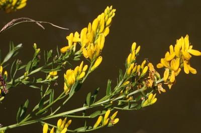 <i>Genista tinctoria</i>