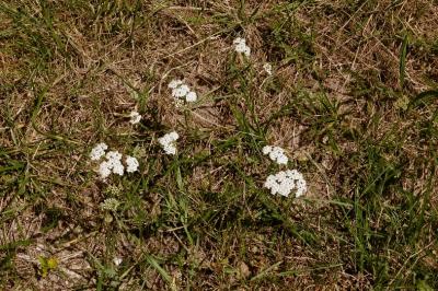 <i>Achillea millefolium</i>