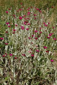 <i>Lychnis coronaria</i>