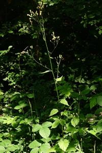 <i>Lapsana communis</i>