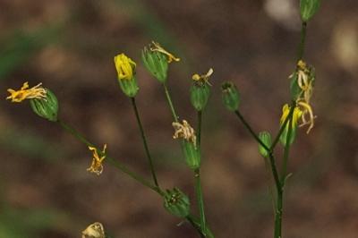 <i>Lapsana communis</i>