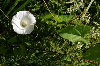 <i>Convolvulus sepium</i>