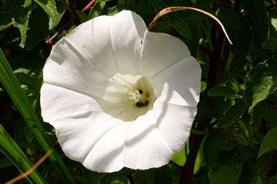 Convolvulaceae