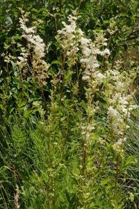 <i>Filipendula ulmaria</i>