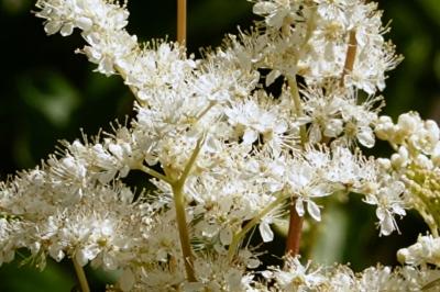 <i>Filipendula ulmaria</i>