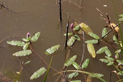 <i>Persicaria amphibia</i>