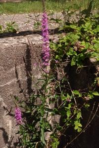 <i>Lythrum salicaria</i>