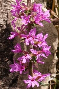 <i>Lythrum salicaria</i>
