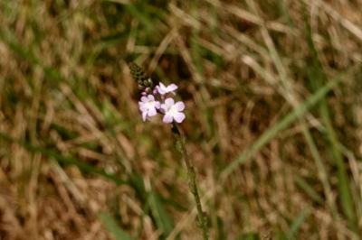 <i>Verbena officinalis</i>