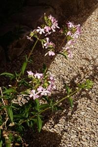 <i>Saponaria officinalis</i>