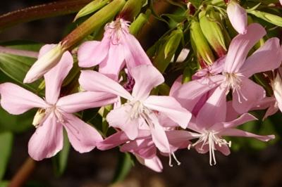 <i>Saponaria officinalis</i>