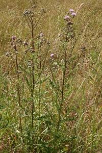 <i>Cirsium arvense</i>