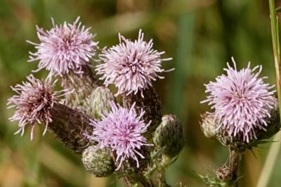 <i>Cirsium arvense</i>