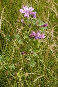 <i>Malva sylvestris</i>