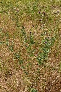 <i>Medicago sativa</i>