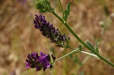 <i>Medicago sativa</i>