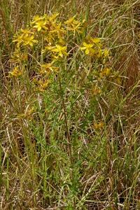 <i>Hypericum perforatum</i>