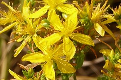 <i>Hypericum perforatum</i>