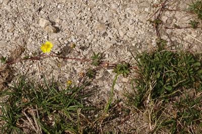 <i>Potentilla reptans</i>