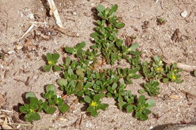 <i>Portulaca oleracea</i>