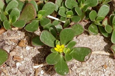 Portulacaceae