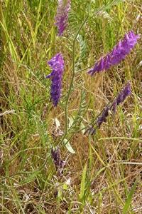 <i>Vicia villosa</i>