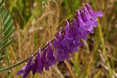 <i>Vicia villosa</i>