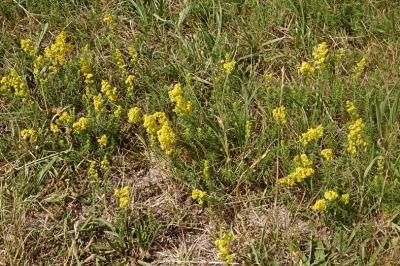 <i>Galium verum</i>