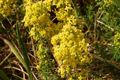 <i>Galium verum</i>