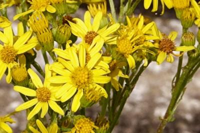 <i>Jacobaea vulgaris</i>