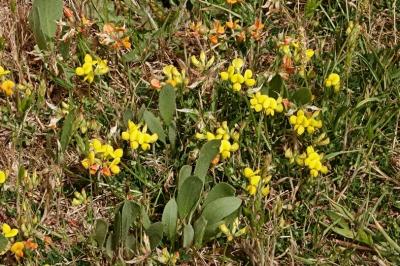 <i>Lotus corniculatus</i>