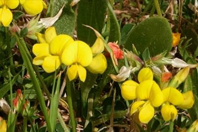 <i>Lotus corniculatus</i>