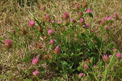 <i>Trifolium pratense</i>