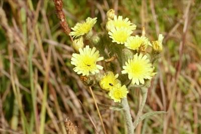 Andryala integrifolia