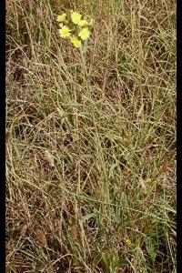 <i>Andryala integrifolia</i>