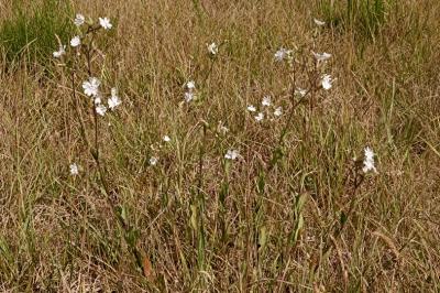 <i>Silene latifolia</i>