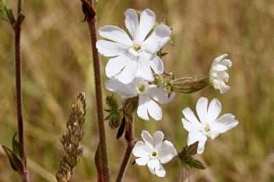 <i>Silene latifolia</i>