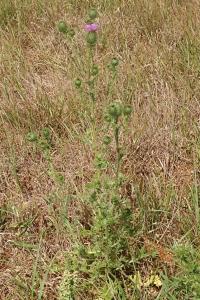 <i>Cirsium vulgare</i>