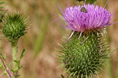 <i>Cirsium vulgare</i>