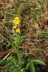 <i>Agrimonia eupatoria</i>